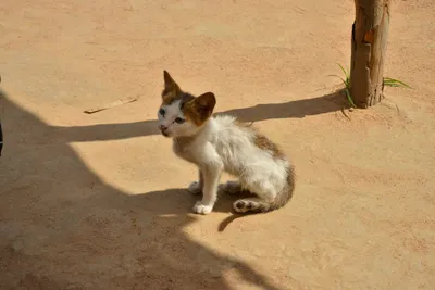 DSC_5331 (Large).JPG